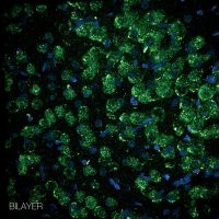 Bilayer - Bilayer in der Gruppe CD bei Bengans Skivbutik AB (3522485)