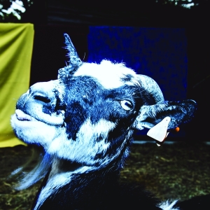 Barely Autumn - Day Trip To The Petting Zoo in der Gruppe CD / Pop-Rock,Övrigt bei Bengans Skivbutik AB (3927871)