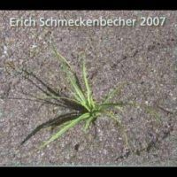 Schmeckenbecher Erich - 2007 in der Gruppe CD / Hårdrock,Pop-Rock bei Bengans Skivbutik AB (4265384)