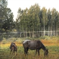 Pianos Become The Teeth - Old Pride (Forest Green Vinyl) in der Gruppe UNSERE TIPPS / Weihnachtsgeschenktipp Vinyl bei Bengans Skivbutik AB (5520747)