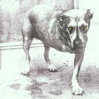 Alice In Chains - Alice In Chains